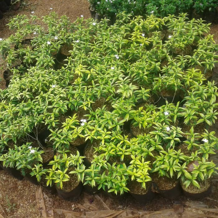 Jual rombusa kuning Harga Terbaik & Termurah Mei 2026 | Shopee Indonesia