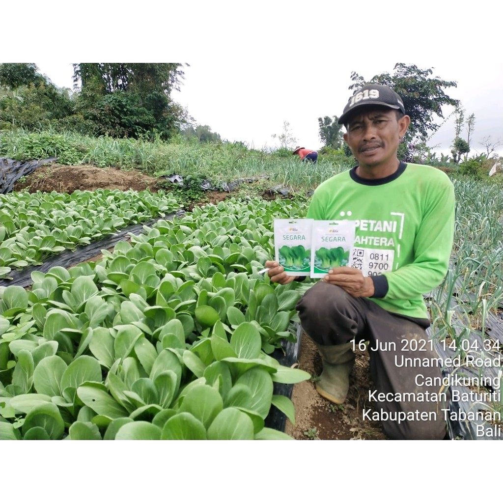 Jual Benih Cap Rusa - 3200 BENIH BIBIT BIJI PAKCOY SEGARA F1 - Kemasan ...