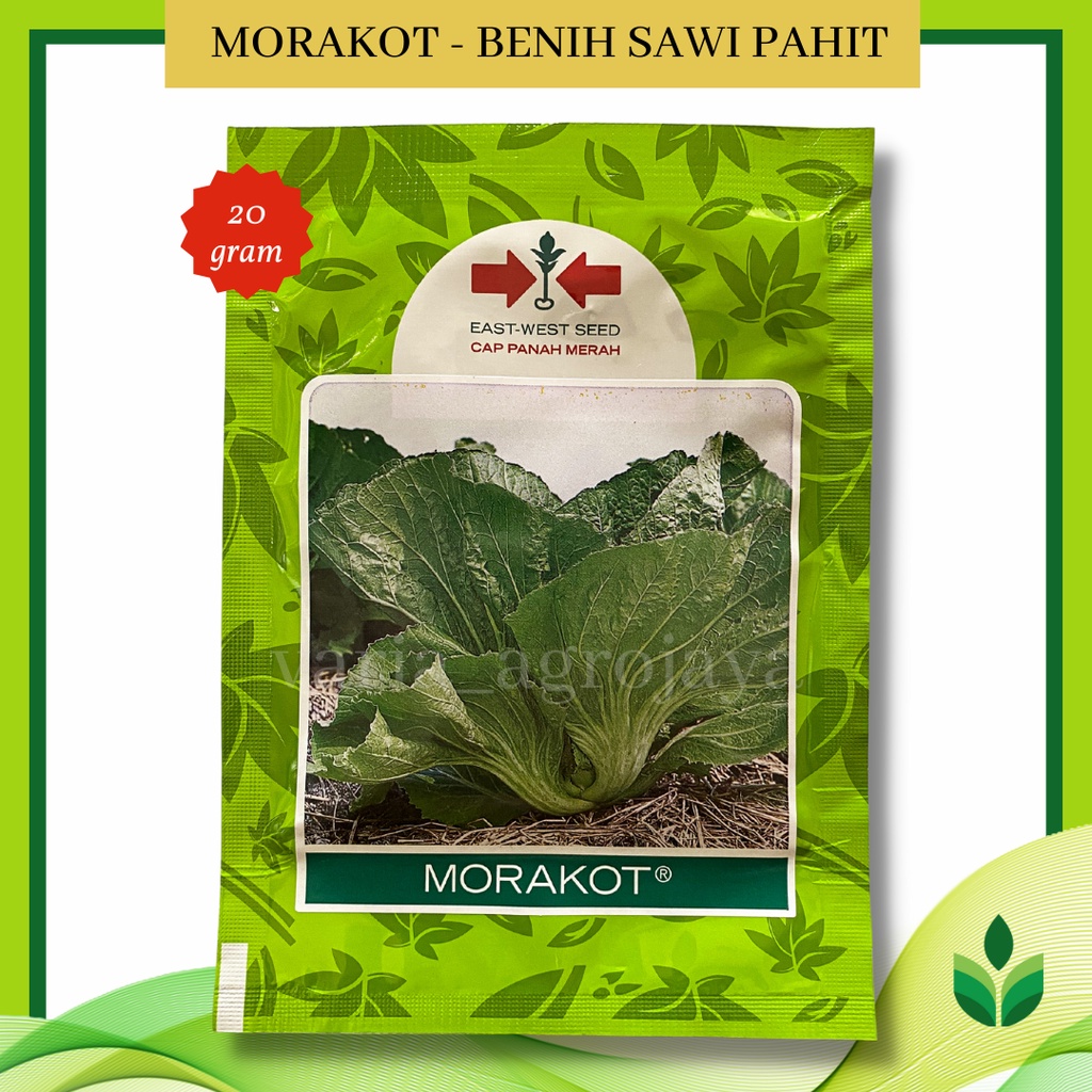 Jual Benih Bibit Sawi Pahit Morakot Untuk Sayur Asin Cap Panah Merah