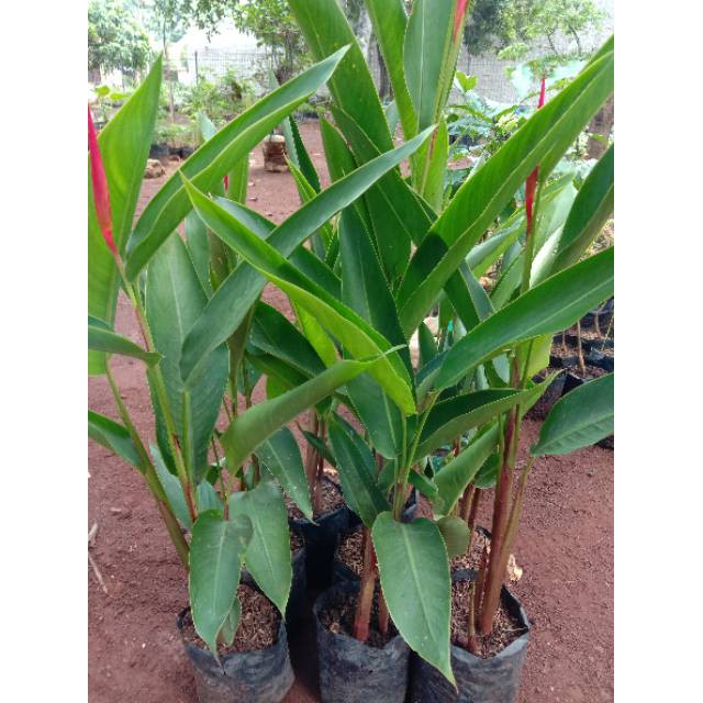 Jual Tanaman Hias Heliconia Pisang Pisangan Bunga Merah Shopee Indonesia