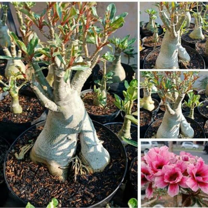 Jual Tanaman Hias Adenium Bonggol Besar Cabang Seribu Shopee Indonesia