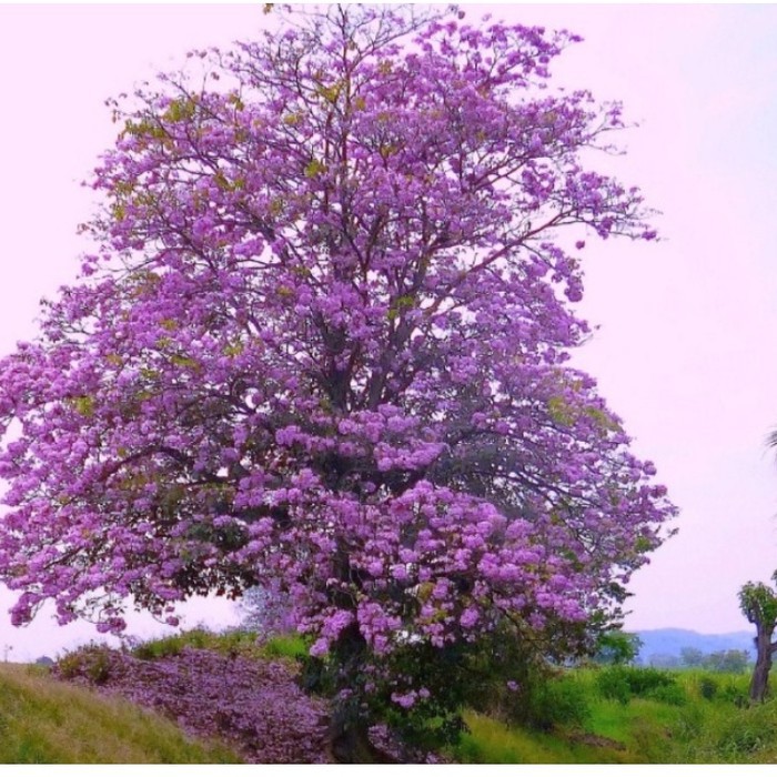 Murah! Bibit Tanaman Bunga Sakura Tabebuya ungu