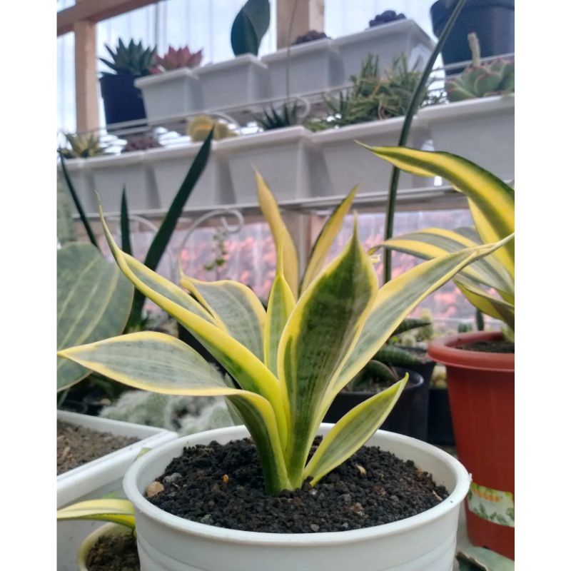 8 Inch Pot -1.5 to 2ft Tall -sansevieria Trifasciata Green - Bowstring Hemp, Snake Plant, Mother-in-law's Tongue-similar Not Exact