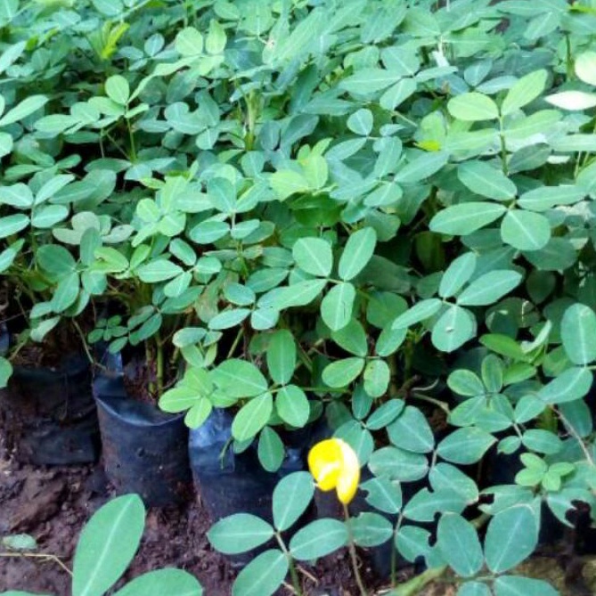 Jual bibit tanaman landep tanaman kacangan sudah berakar | Shopee Indonesia