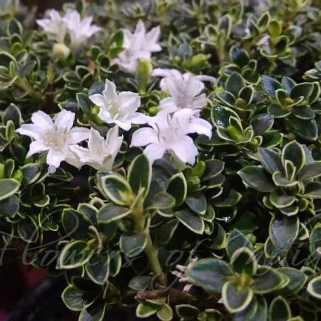 Hingkip mirten Bahan bonsai serissa voetida varigata