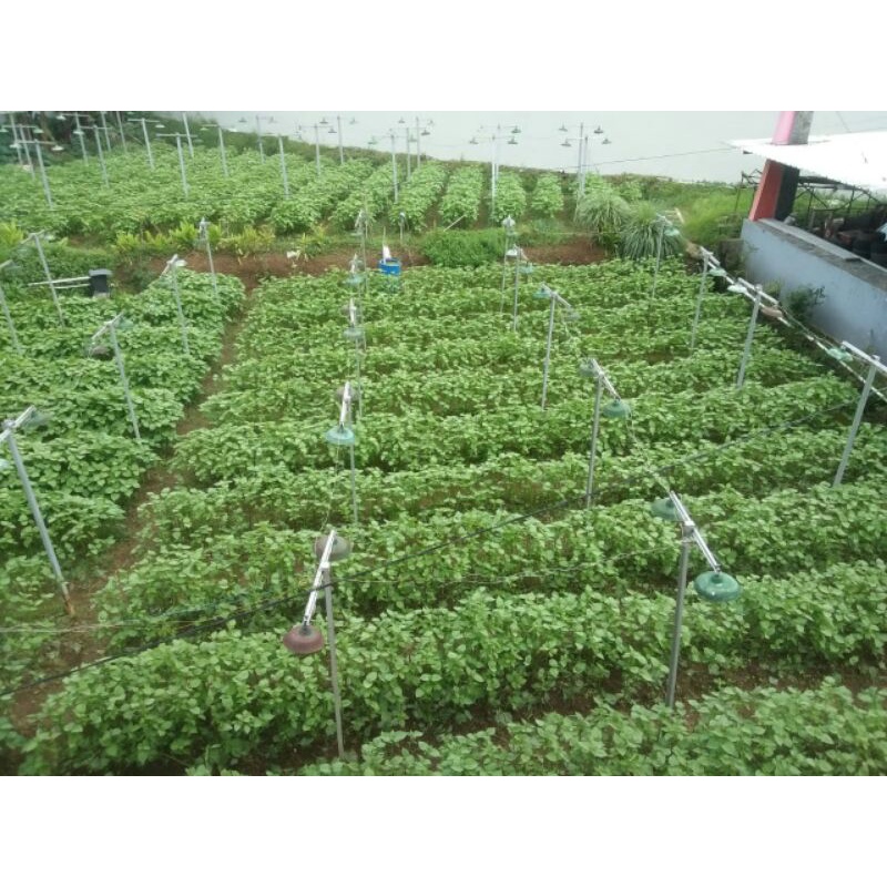 Jual Daun Shiso/Kenip/Perilla | Shopee Indonesia