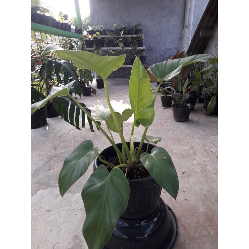 Jual philo marble pillo marbel | Shopee Indonesia