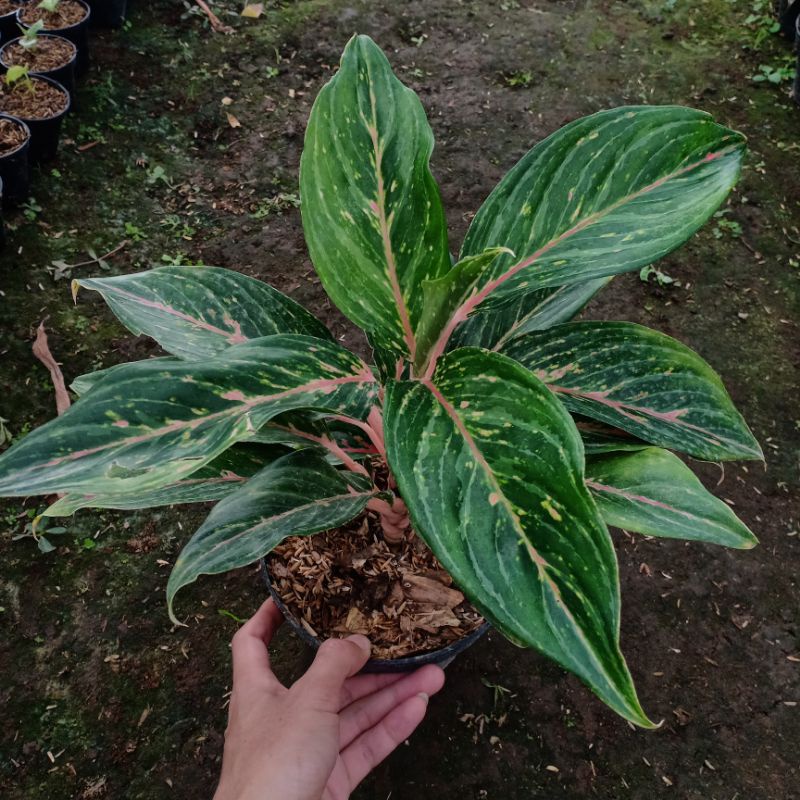 Jual AGLAONEMA BUTTERFLY Shopee Indonesia