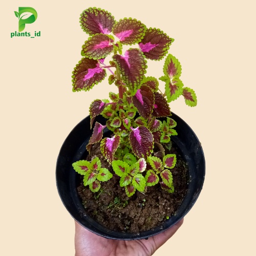 Jual Tanaman Hias Bunga Coleus Tanaman Hias Indor Tanaman Hias Outdor ...