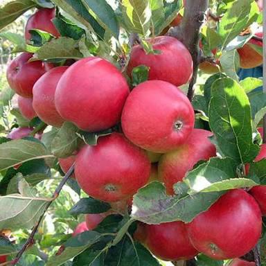 Victory Seed Bibit Benih Buah Apel Mix (Isi 1 Biji)