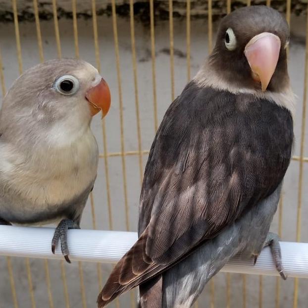 Jual [[COD]] love Bird burung Batman Paud Anakan khusus Grab dan Gojek ...