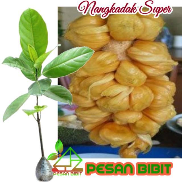 Jual PROMO BIBIT POHON NANGKADAK / NANGKA VS CEMPEDAK | Shopee Indonesia