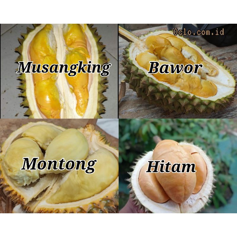 Jual Bibit Durian Isi 4 Jenis Durian Super Musangking Montong Bawor