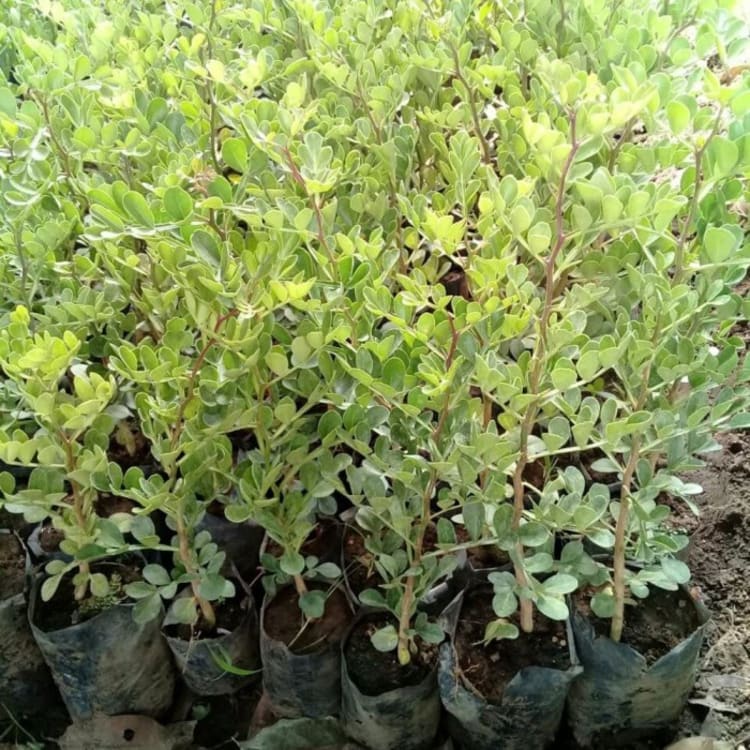 Bibit Buah Kawista
