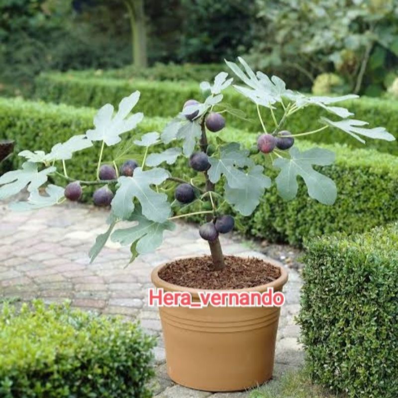 Bibit Buah Tin Super Jumbo Hasil Cangkok