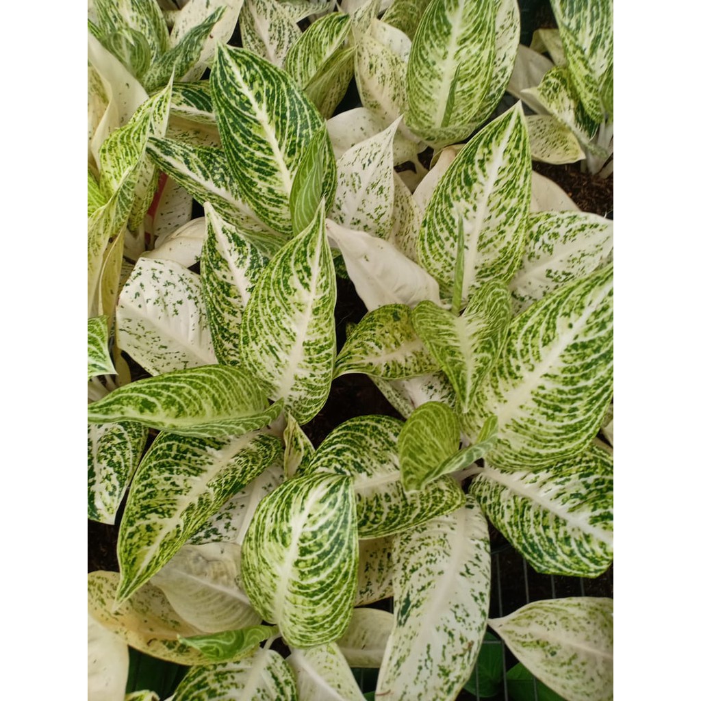 house plants fertilizer Indoor Plant Fertilizer - Best Fertilizer for Plants