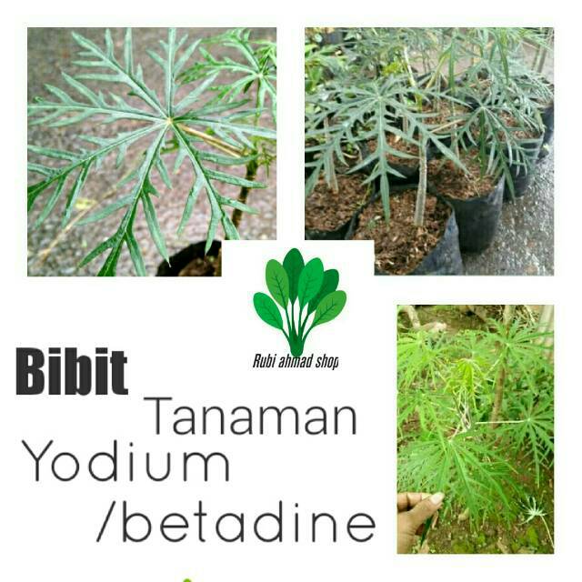 Jual Bibit Tanaman Yodium Tanaman Betadine Shopee Indonesia