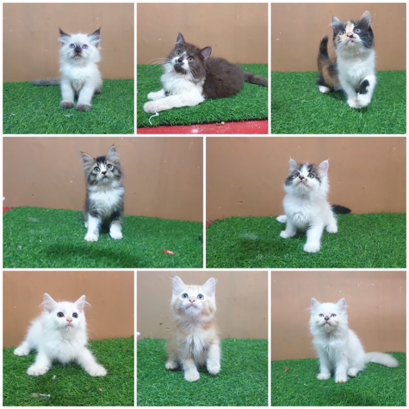 Jual Kucing Munchkin Terlengkap & Harga Terbaru Juli 2026 | Shopee ...