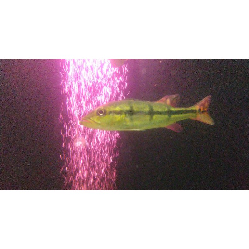 Jual peacock bass / pbass /pbass temensis venezuela 16 cm | Shopee ...