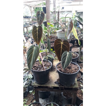 Jual PHILODENDRON MELONO CHRYSUM PHILO MELANO CHRYSUM SIZE SEDANG ...
