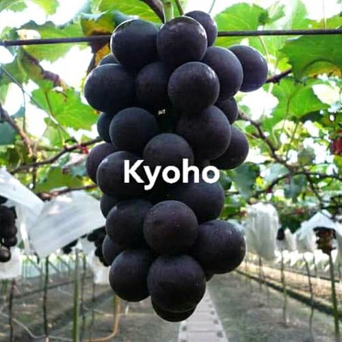 Jual Bibit anggur import kyoho hasil grafting | Shopee Indonesia