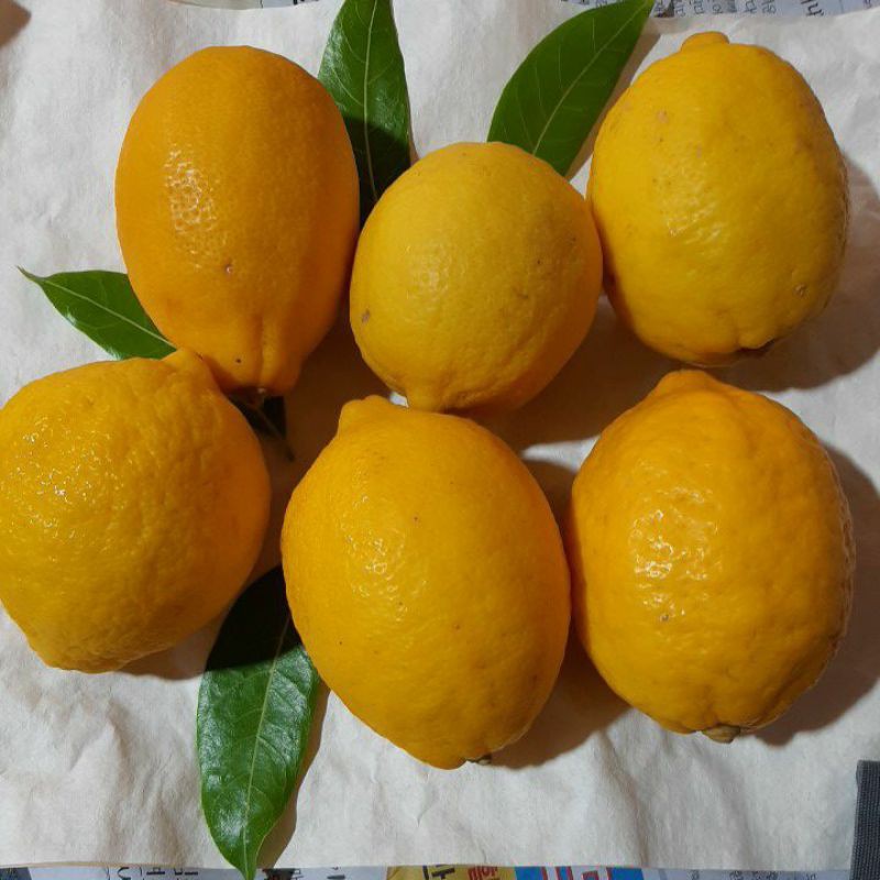 Jual lemon import dan lokal | Shopee Indonesia