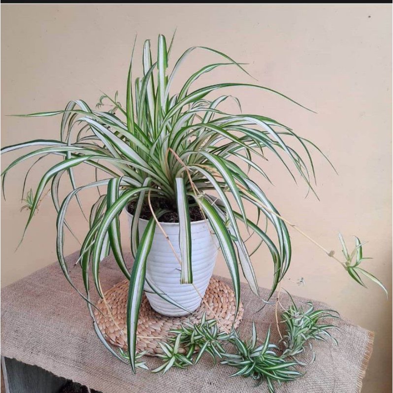 tanaman spider plants big rimbun
