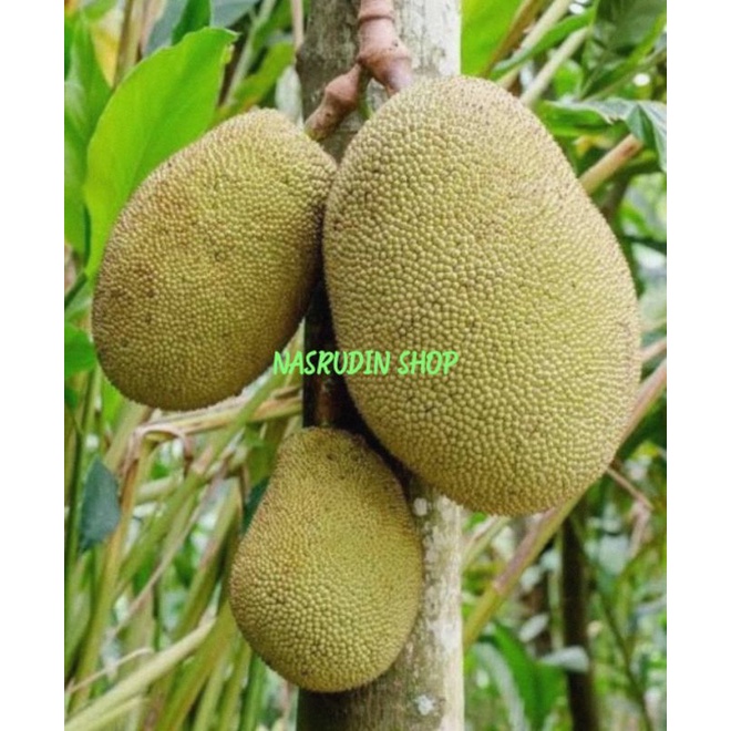 Duren Kalibata buah nangka segar dalam keranjang