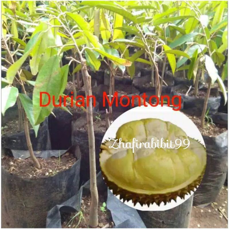 Jual Bibit Durian Montong Asli Shopee Indonesia