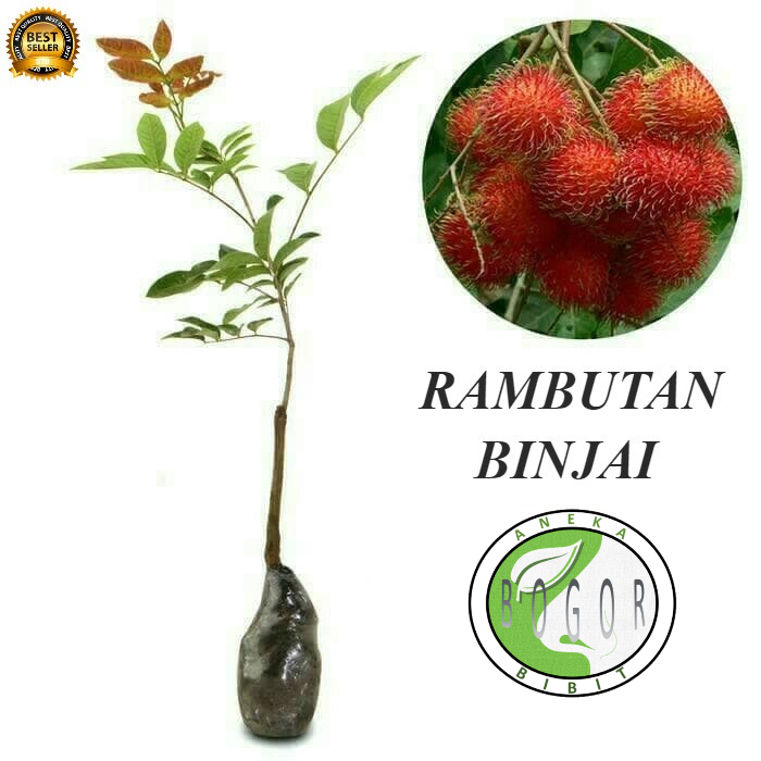 Jual BIBIT POHON TANAMAN BUAH RAMBUTAN BINJAI | Shopee Indonesia
