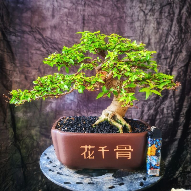 frangipani bonsai Sale! 100 pcs/bag Plumeria Bonsai Frangipani Mixed Color Egg Flower Ru –  Rob Teeth main image 0