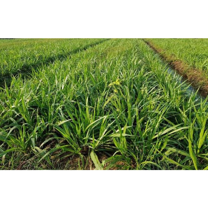 Jual BIBIT RUMPUT ODOT UNTUK PAKAN TERNAK 1KG COCOK UNTUK PAKAN SAPI ...