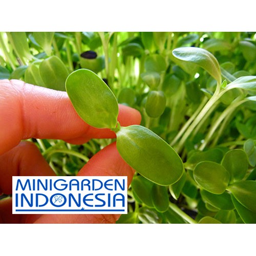 Jual 15 Benih Sunflower Sprout Bibit Sayuran Sawi Sawian Sunflower Red