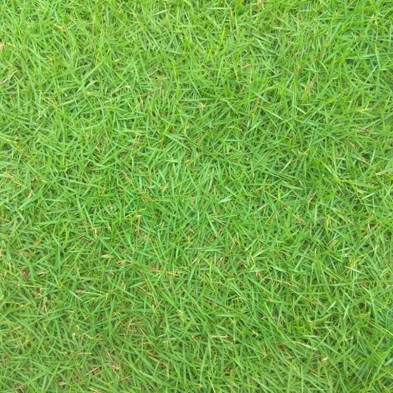 Jual Rumput Jepang Kualitas Eksport Kondisi Hidup Hijau dan Segar ...