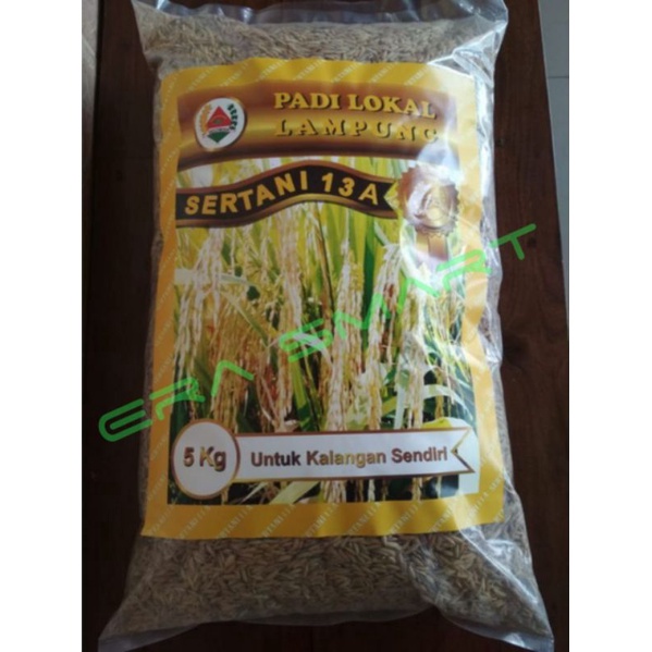 Jual Benih Padi Sertani 13a 5kg Shopee Indonesia