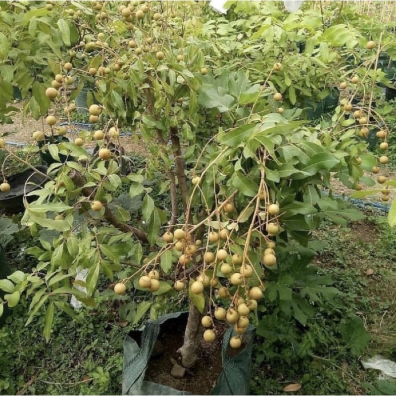 Jual Bibit Pohon Buah Kelengkeng Cristal - Tanaman Buah Kelengkeng ...