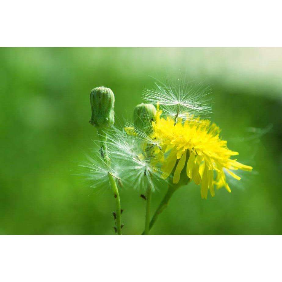 Jual Biji Benih Bunga Dandelion Randa tapak 200 seeds | Shopee Indonesia