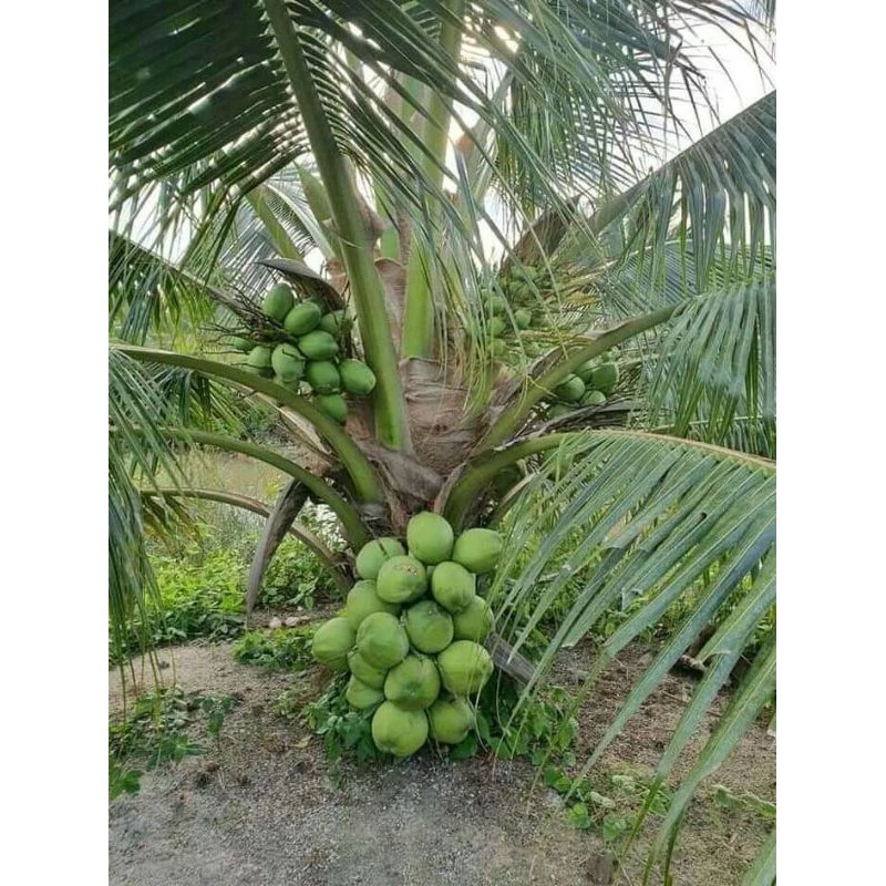 Jual Bibit Kelapa Blitar