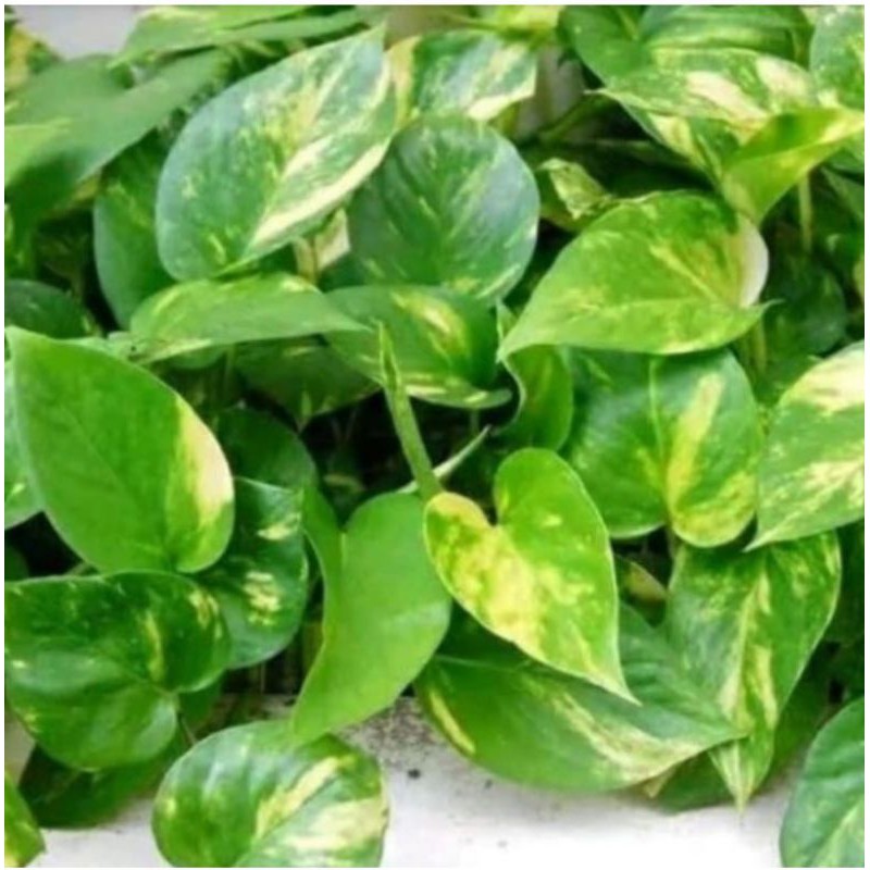 Jual tanaman hias rambat sirih gading hijau-tanaman rambat | Shopee ...