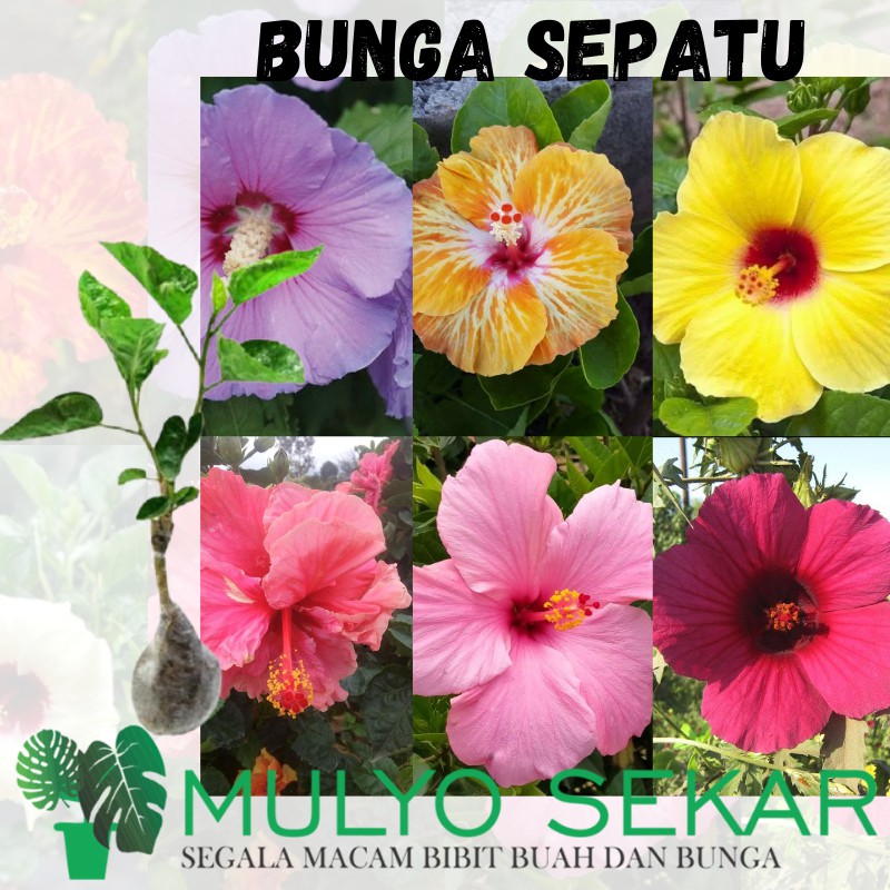 Jual Tanaman Hias Kembang Sepatu Bunga Hibiscus Tumpuk Bangkok