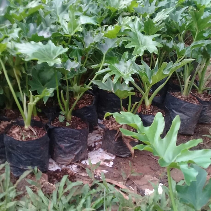 Jual tanaman hias pilo dendrum pohon di plastik polybeg , | Shopee ...