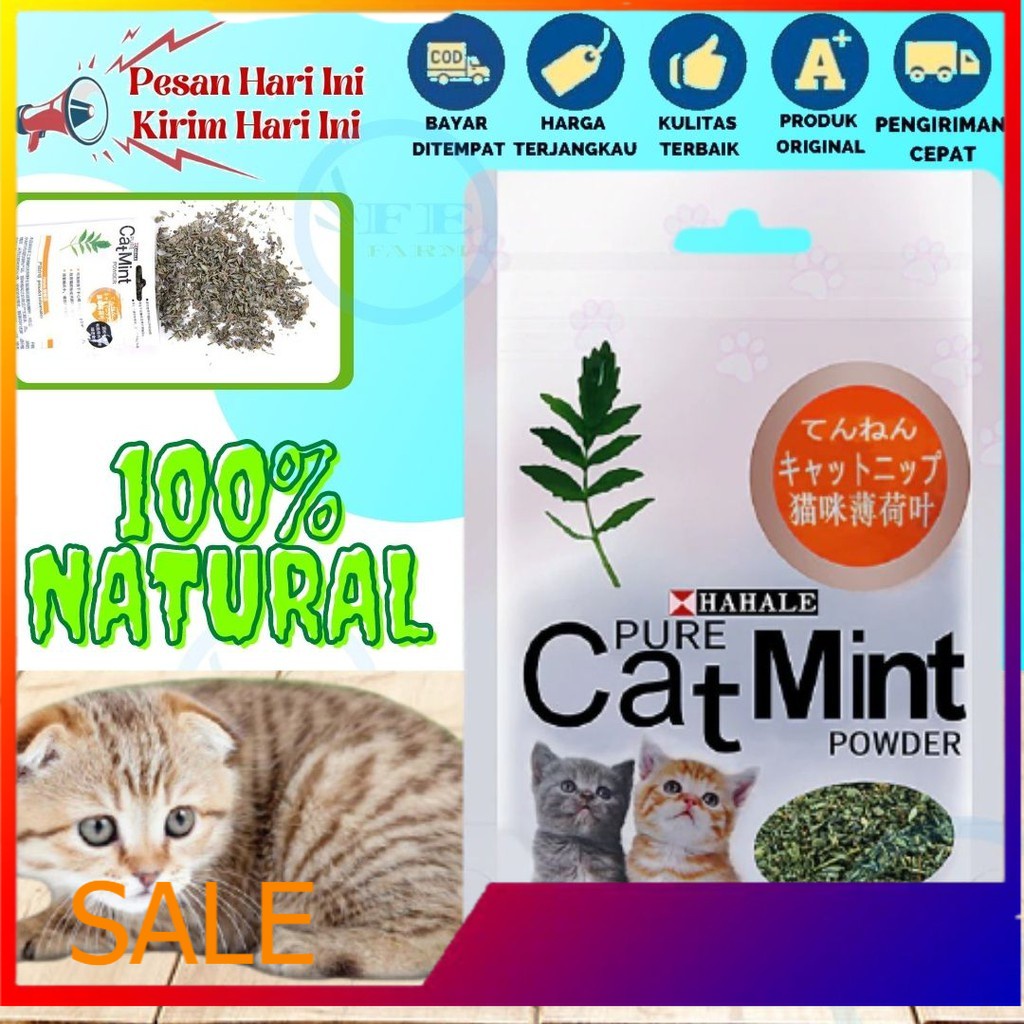 Jual Catnip catmint cat mint - PURE CATMINT POWDER - BIKIN FLY KUCING ...