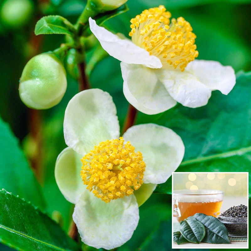 Jual Biji / Benih Daun Teh Camellia Sinensis Green Tea Tree Isi 10 Biji