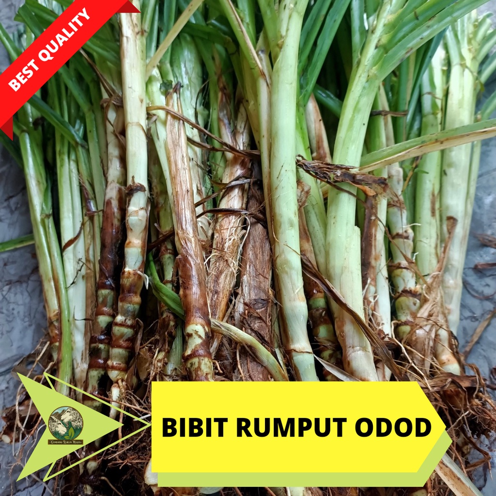 Jual Bibit Rumput Odod Hijauan Terbaik Untuk Pakan Ternak Kambing ...