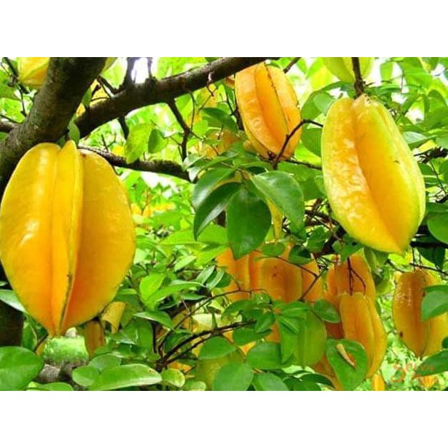 Jual Nh” Bibit Pohon Belimbing Dewi Manis - Tanaman Buah Belimbing Kuning  Manis | Shopee Indonesia