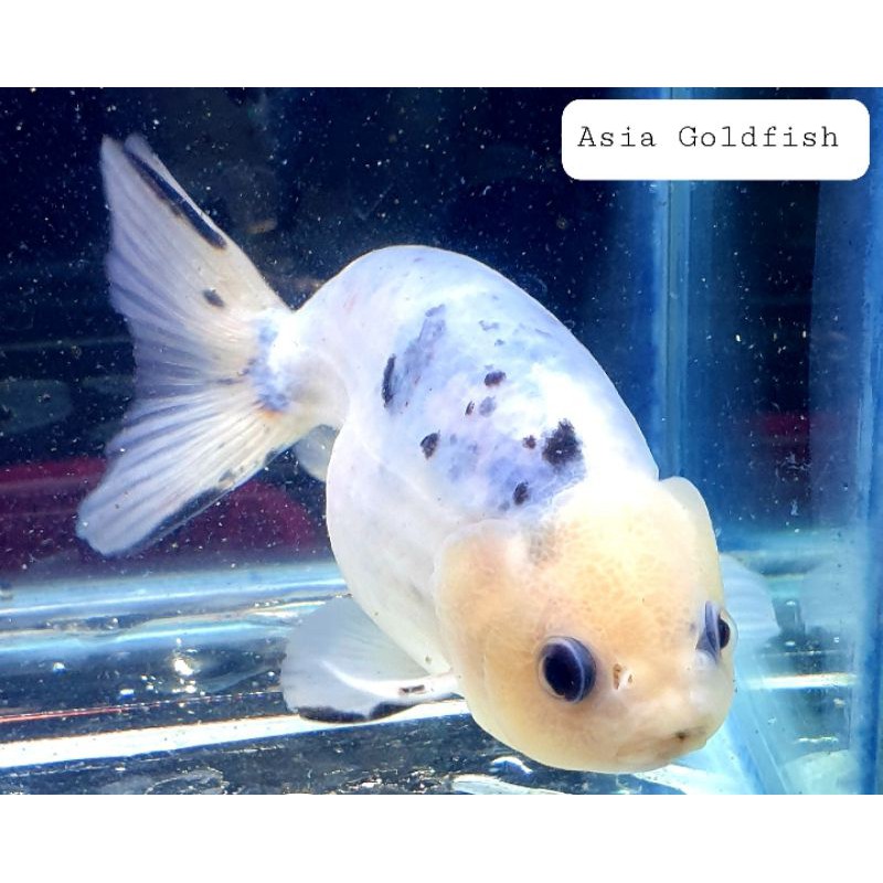 Jual RANCHU SAPI GEN ORIGINAL SAPI keturunan GRADE jumbo dan bulky ...