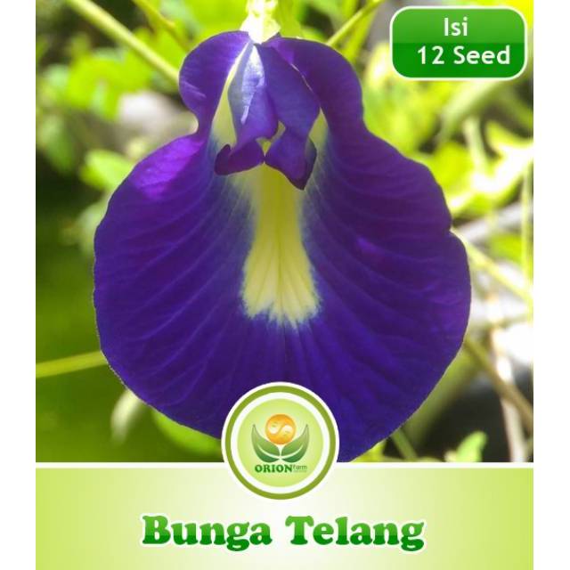 Bunga Telang (Clitoria ternatea): Pesona Biru dengan Segudang Manfaat Kesehatan