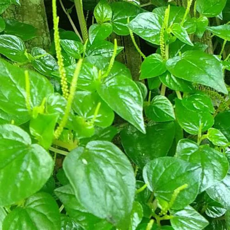 Jual Sirih Cina / Sirih Bumi / Tanaman Herbal Sirih | Shopee Indonesia
