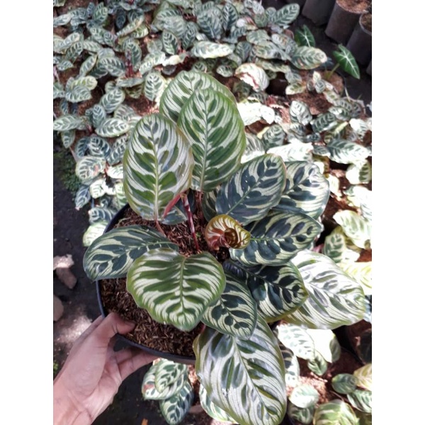 Jual Tanaman Hias Calathea Makoyana Tanaman Marantha Macan Shopee