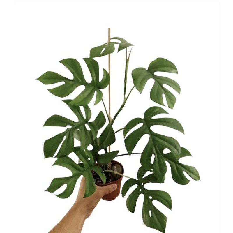 Jual MONSTERA RAPHIDORA TETRASPERMA | Shopee Indonesia